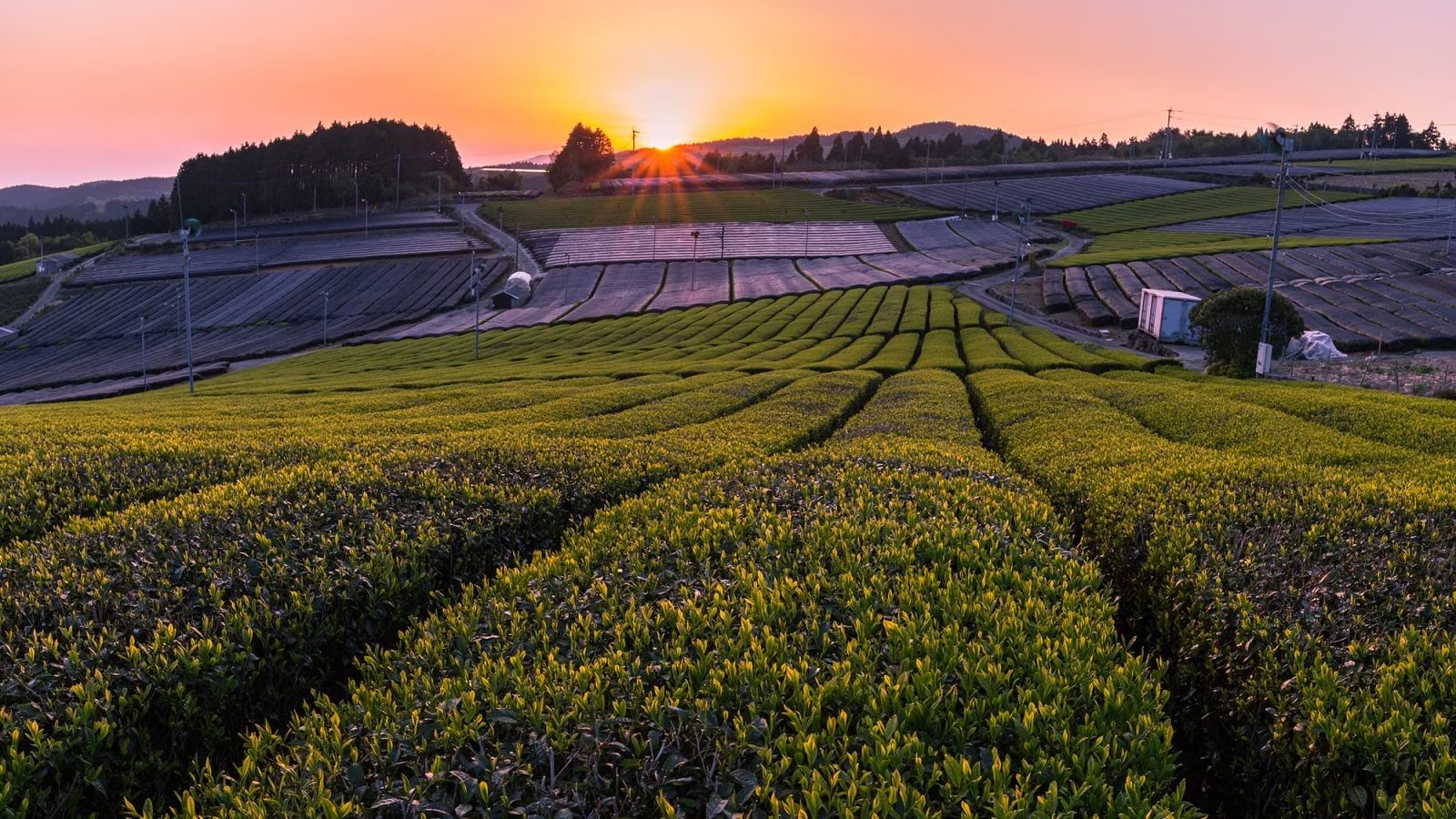 Covered tea fields at dusk