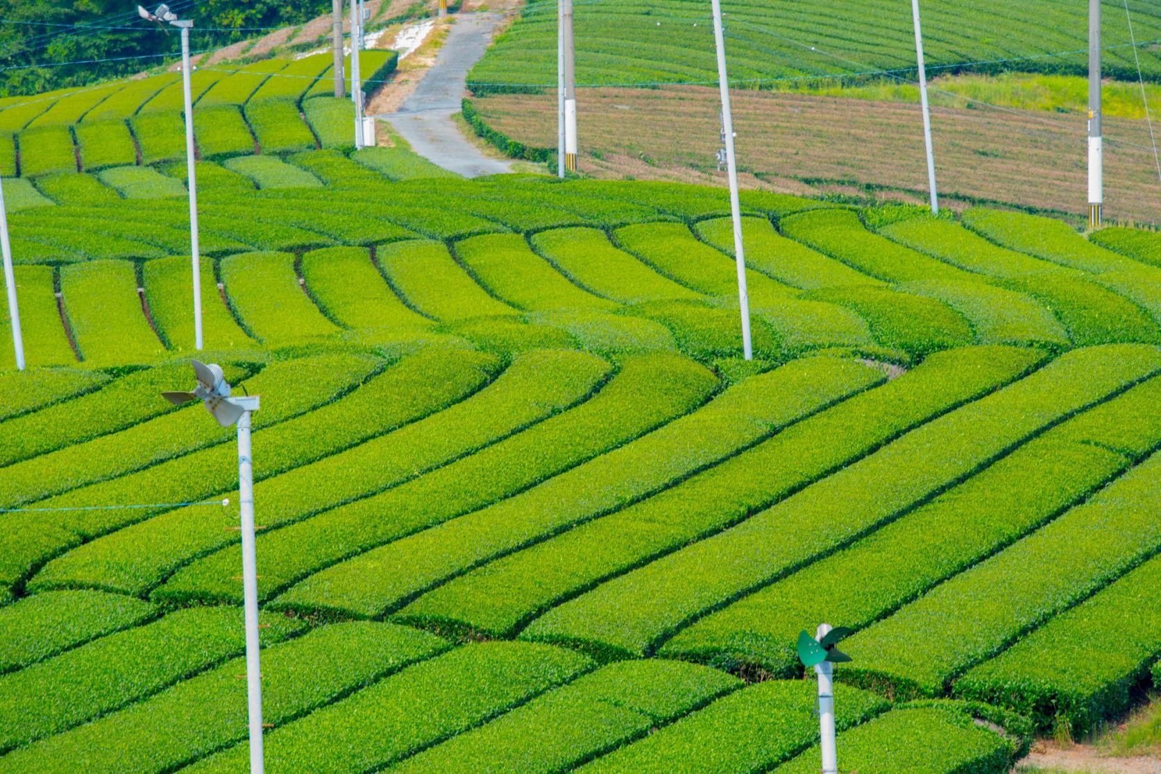 Rows of tea bushes on a slope
